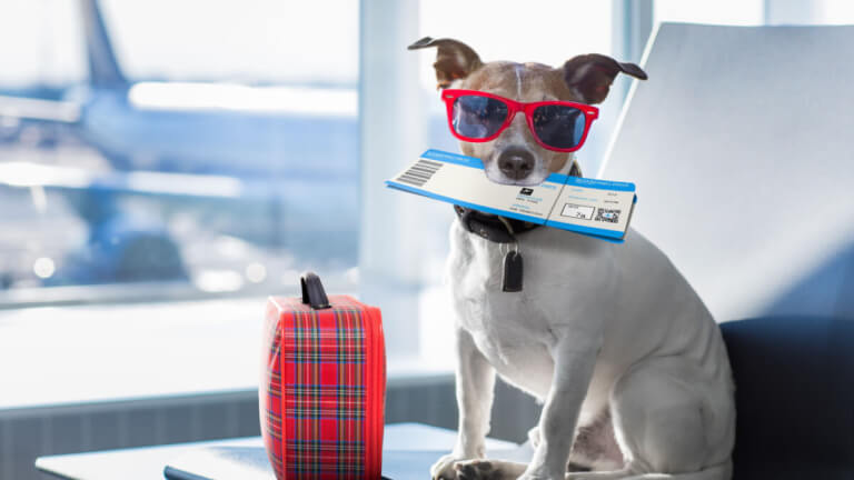 understanding-these-rules-when-you-bring-your-pet-aboard-a-plane-could