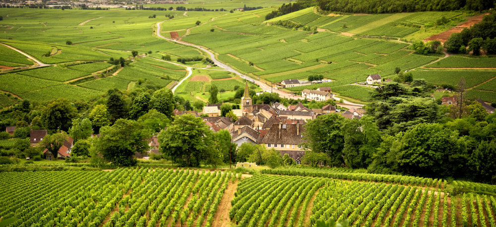 vineyards-in-burgundy-france
