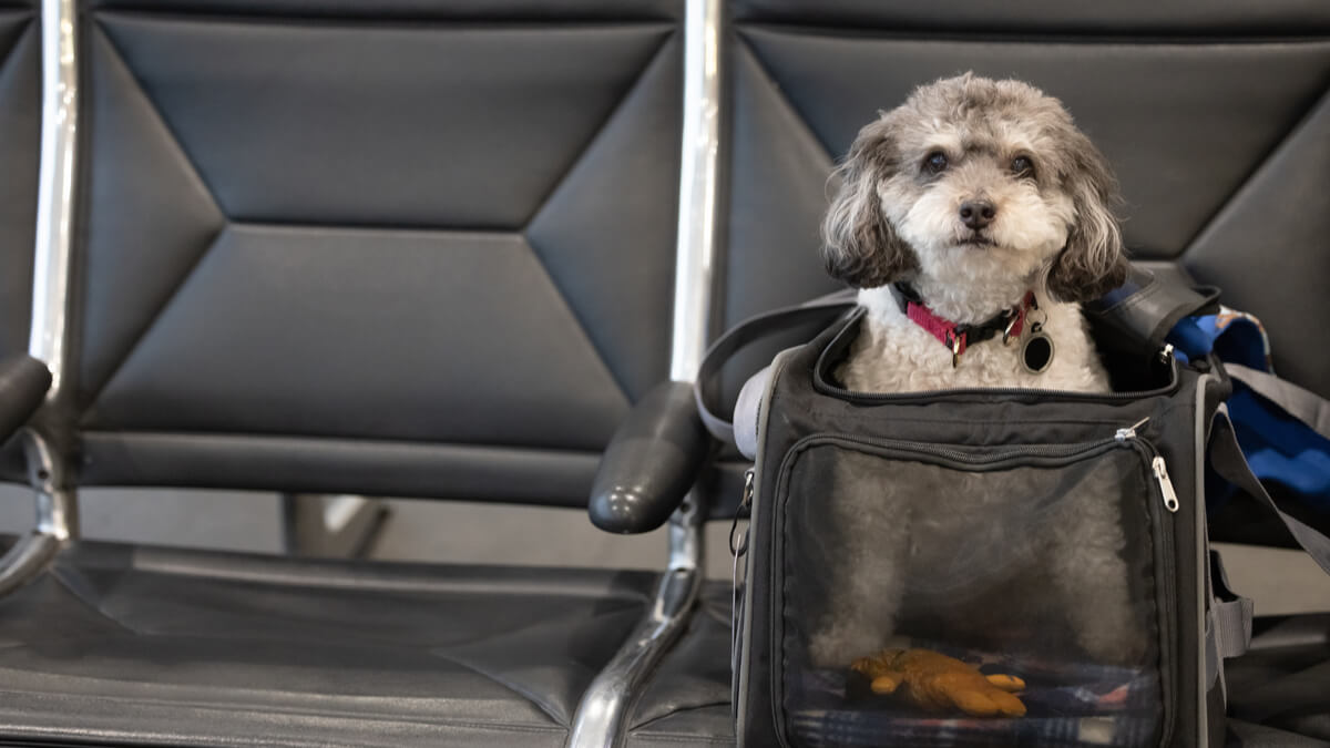 Virgin best sale dog travel