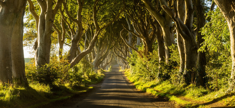 a-road-going-beneath-trees-in-ireland