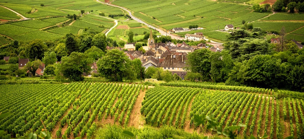 Vineyard in Burgandy