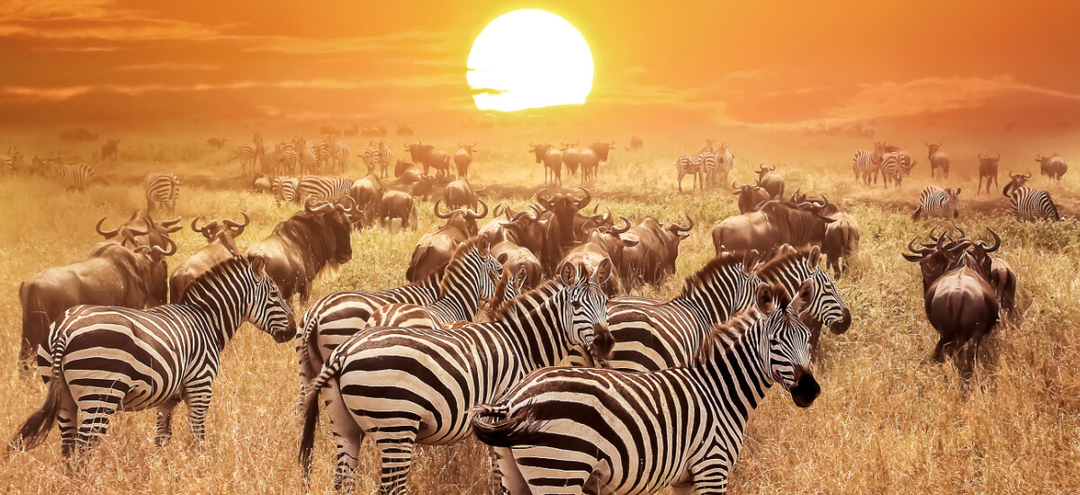 the-serengeti-national-park