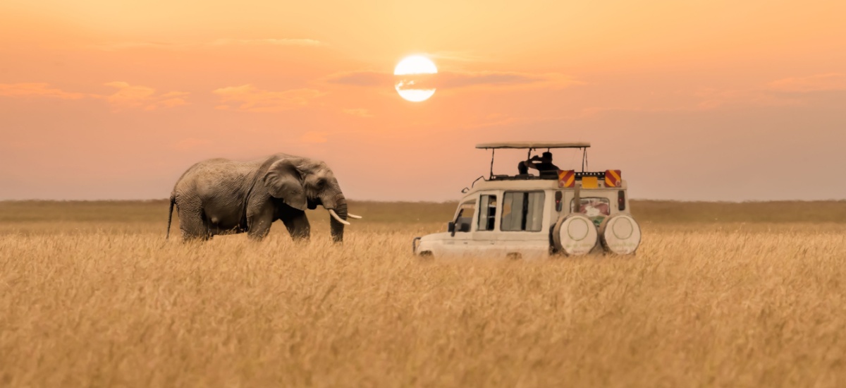 south-africa-safari