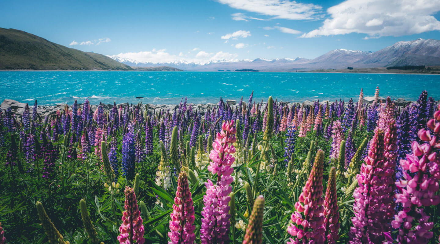 Moving to New Zealand: A guide for expats - Wise, formerly TransferWise