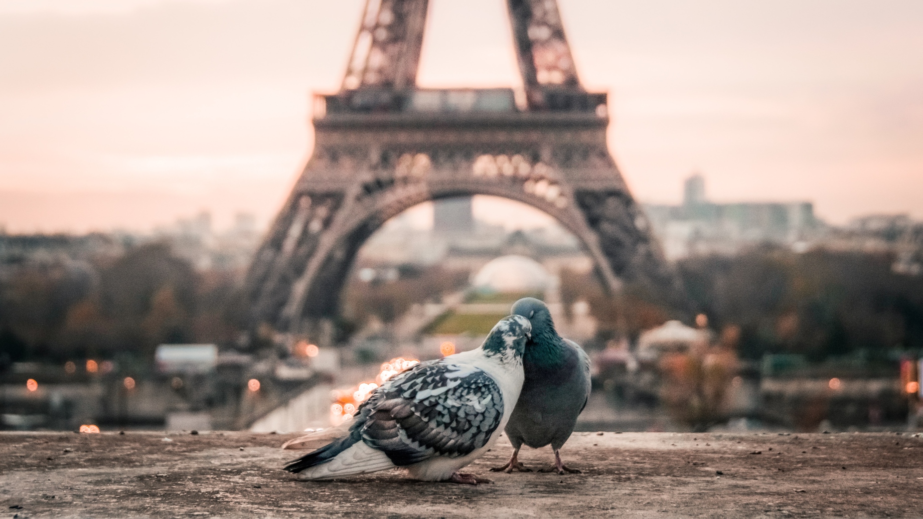 pigeons-in-paris