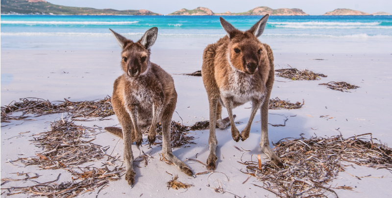 wildlife in australia